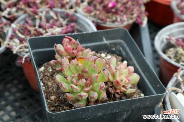 如何预防多肉黑腐