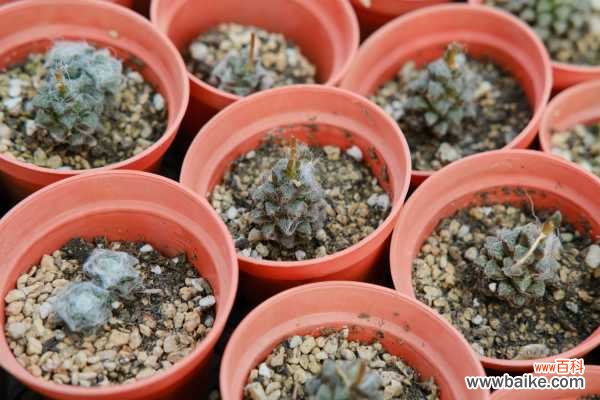 多肉吸财树叶子变软变皱怎么办