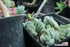 多肉吸财树叶子变软变皱怎么办