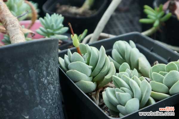 多肉吸财树叶子变软变皱怎么办