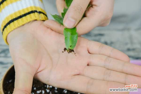 蟹爪兰为什么不开花