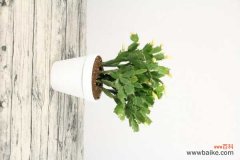 蟹爪兰为什么不开花