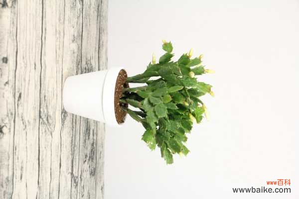 蟹爪兰为什么不开花