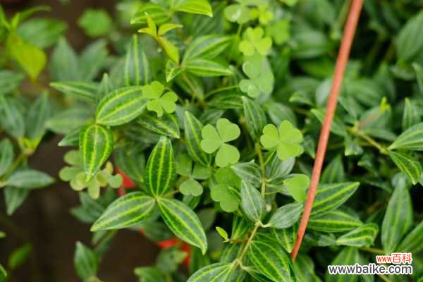 白脉椒草掉叶子怎么办