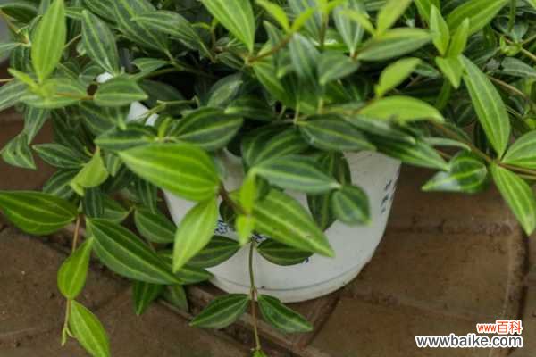 白脉椒草掉叶子怎么办