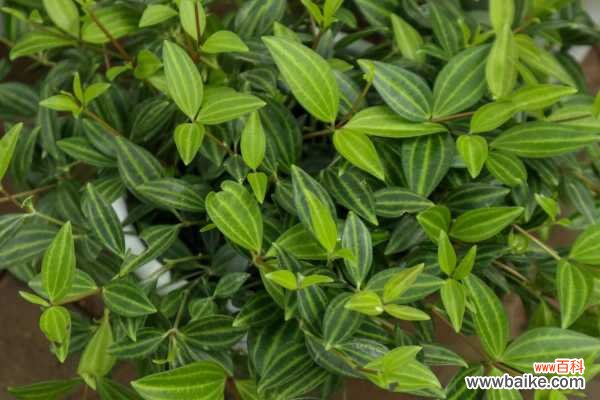 白脉椒草掉叶子怎么办