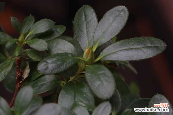 西洋鹃的养殖方法,落叶怎么办