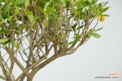 西洋鹃的养殖方法，落叶怎么办