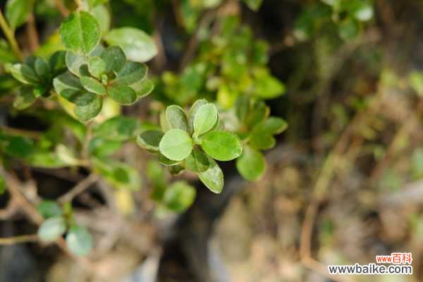 西洋鹃的养殖方法,落叶怎么办