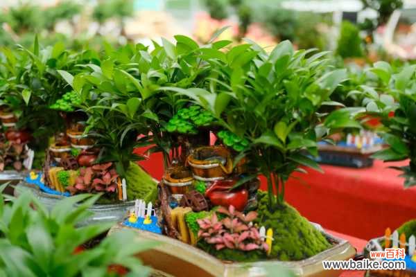 竹柏干枯了还能救活吗