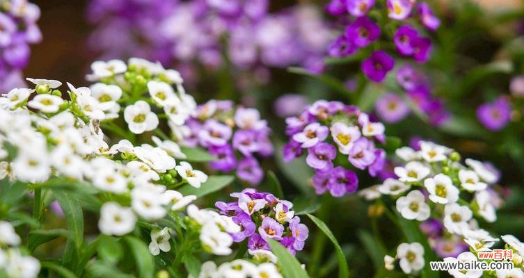 解读香雪球花的内涵和情感寓意 香雪球花语及其象征意义