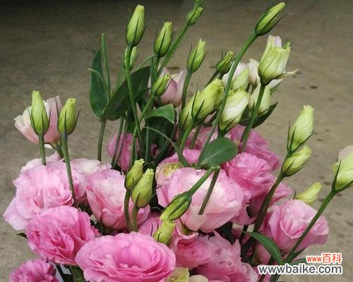 用香槟洋桔梗传达爱与美好 香槟洋桔梗花语