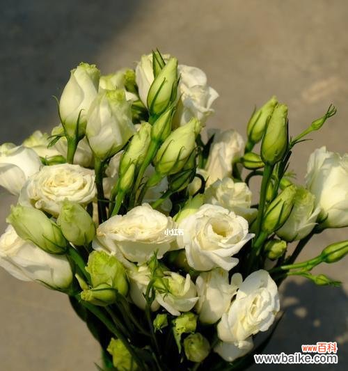 用香槟洋桔梗传达爱与美好 香槟洋桔梗花语