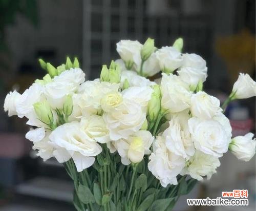 用香槟洋桔梗传达爱与美好 香槟洋桔梗花语