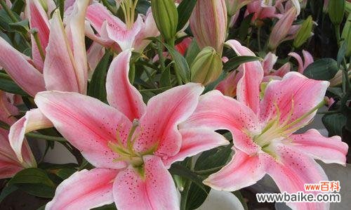 揭秘百合花的丰富内涵与深刻意义 香水百合花语与寓意