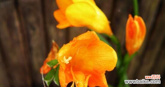 探寻香雪兰的花语与传说 香雪兰