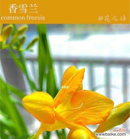 探寻香雪兰的花语与传说 香雪兰