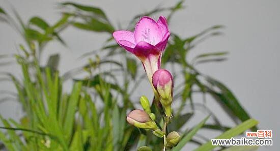 揭秘雪兰花语的含义与象征 香雪兰花语