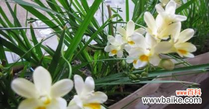 揭秘雪兰花语的含义与象征 香雪兰花语