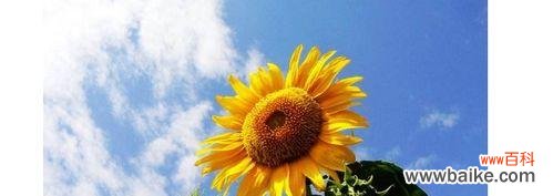 探寻向日葵的花语 向日葵的花语