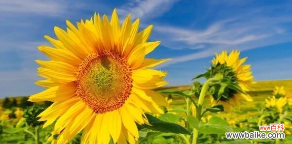 探寻向日葵的花语 向日葵的花语