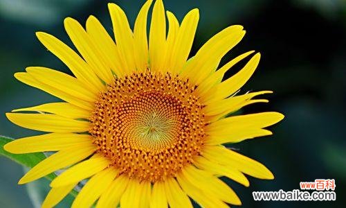 探寻向日葵的花语 向日葵的花语