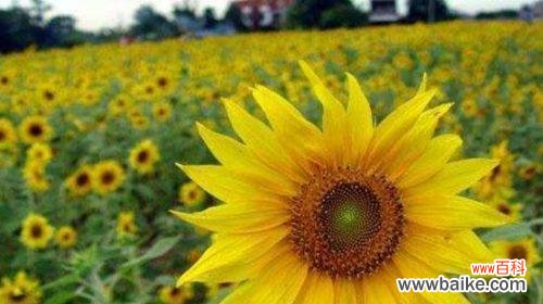 用向日葵解读心灵的阳光 向日葵的花语与寓意