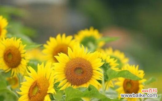 用向日葵解读心灵的阳光 向日葵的花语与寓意