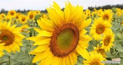 以向日葵为代表的象征意义及其深远影响 向日葵