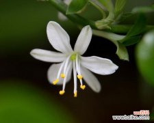 表示坚韧的花有哪些？花语中坚韧的花代表什么？