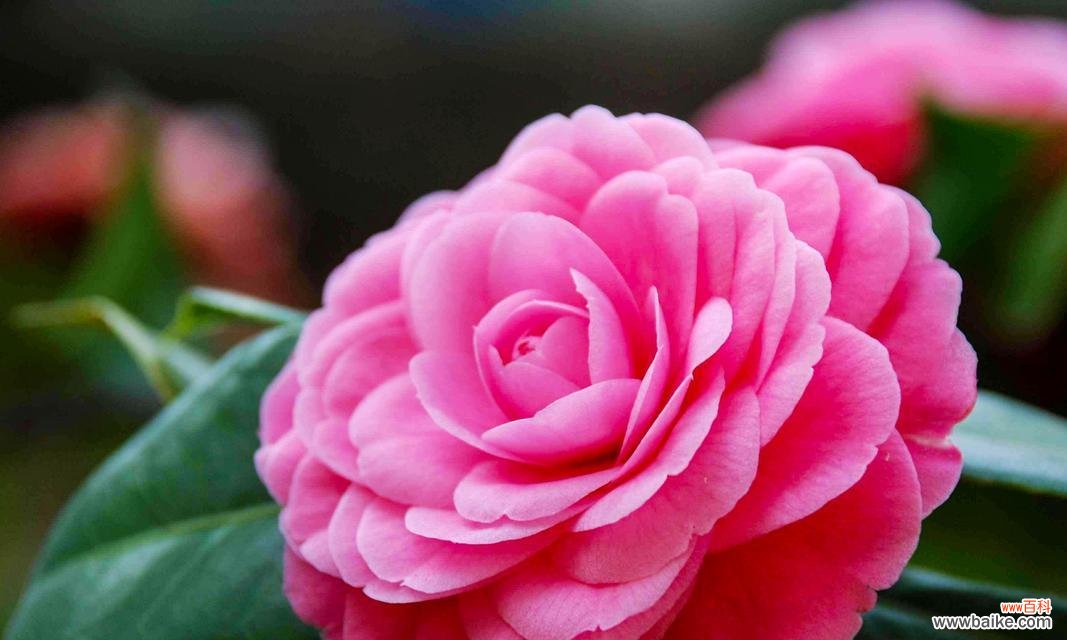 表示坚韧的花有哪些?花语中坚韧的花代表什么?