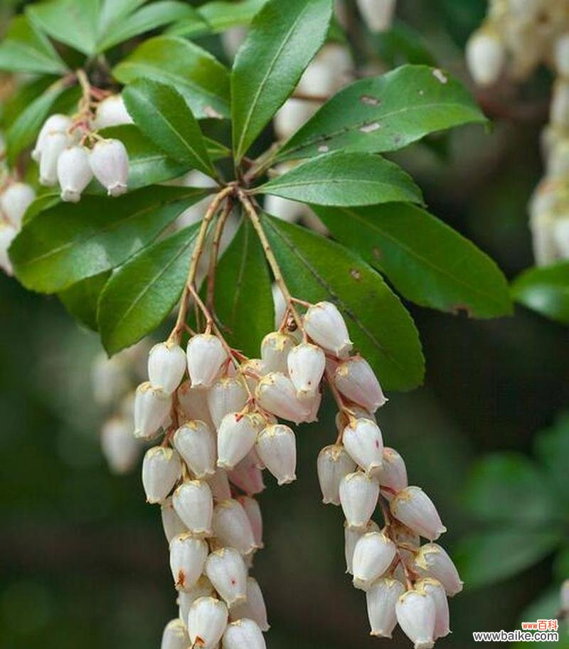 表示坚韧的花有哪些?花语中坚韧的花代表什么?