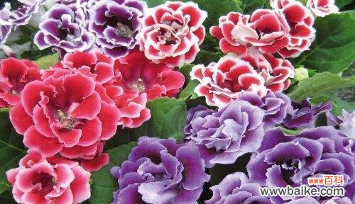 表示健康的花花语是什么？健康的花有哪些特点？