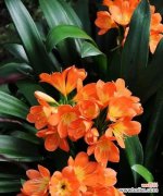 表示敬意的花花语是什么？敬意的花有哪些种类？