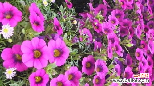 表示快乐的花花语是快乐的花?如何挑选寓意快乐的花卉?