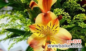 表示快乐的花花语是快乐的花?如何挑选寓意快乐的花卉?