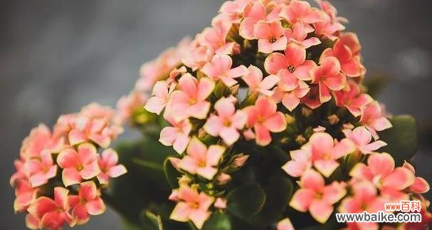 表示敬佩的花花语是什么?哪些花代表敬佩?