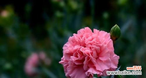 表示母爱的花花语是母爱的花?如何挑选表达母爱的花卉?