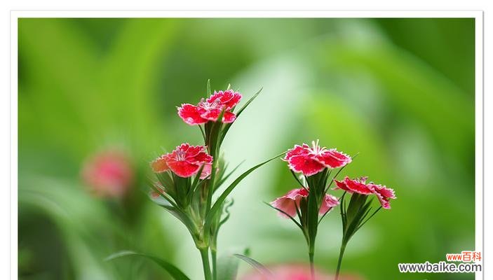 表示母爱的花花语是母爱的花?如何挑选表达母爱的花卉?