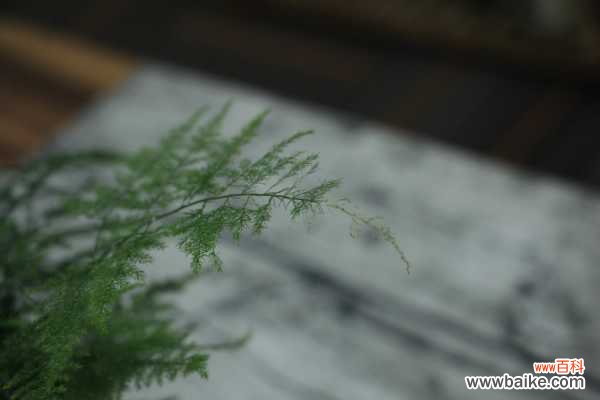 “文竹”发黄怎么办？教你“4招”，还文竹一个翠绿样貌