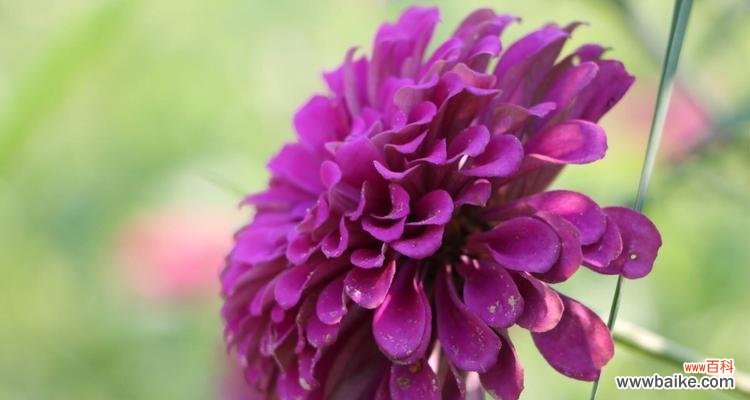 表示亲情的花花语是什么？亲情的花有哪些种类和含义？