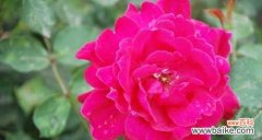 庆祝祝贺的花花语是什么？如何选择合适的庆祝祝贺花卉？