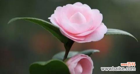 表示热情的花花语是什么？热情的花有哪些种类？