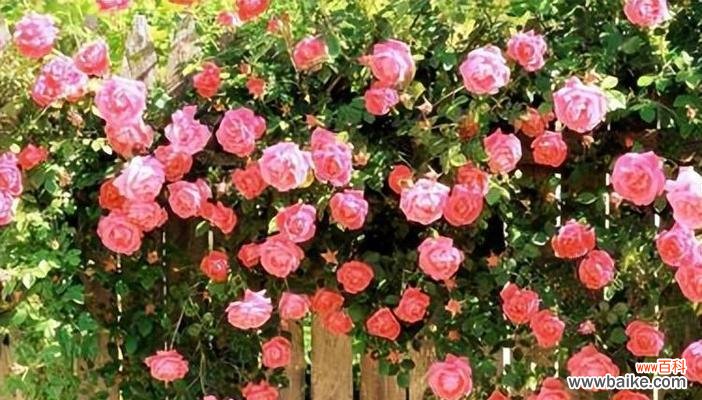 表示热情的花花语是什么？热情的花有哪些种类？