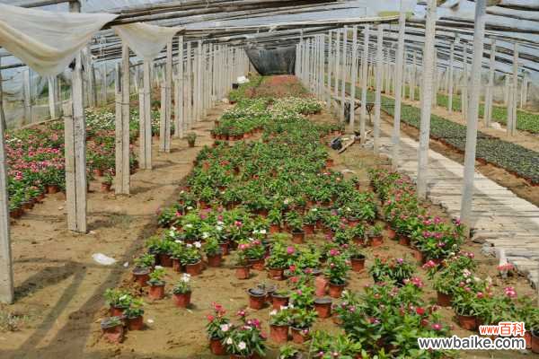 长春花黄叶子怎么回事