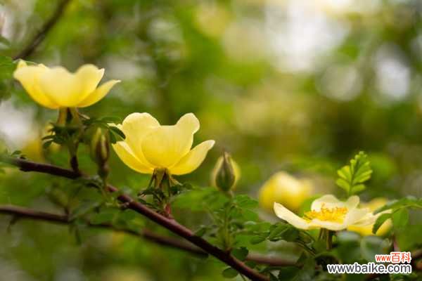 黄刺玫的病虫害及其防治