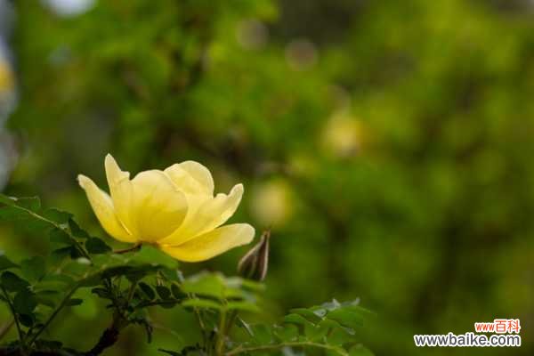 黄刺玫的病虫害及其防治