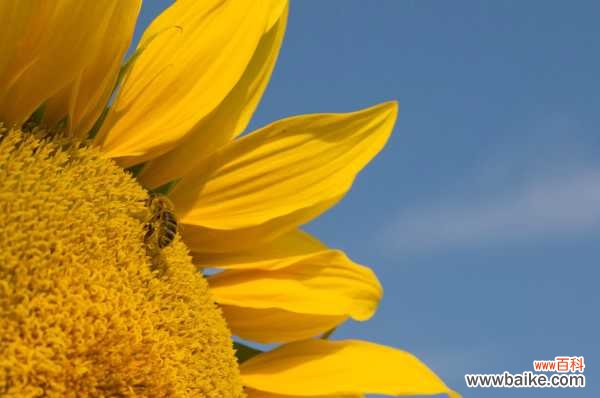 向日葵常见虫害防治大全