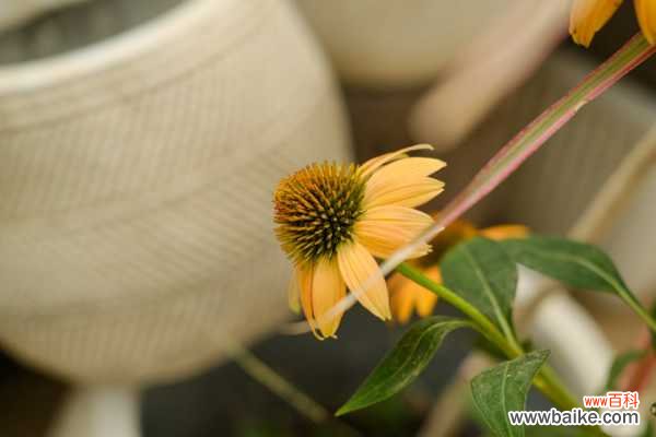 松果菊的病害和防治方法