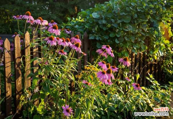 松果菊的病害和防治方法